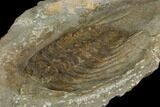 Spiny Selenopeltis Trilobite - Erfoud, Morocco #130541-2